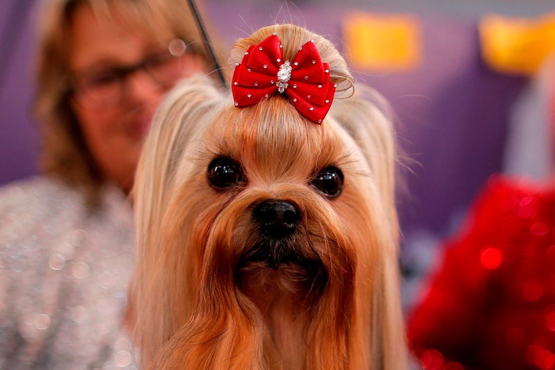 144th Annual Westminster Kennel Club Dog Show