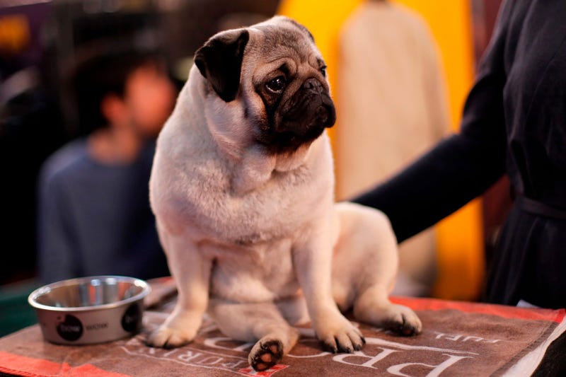144th Annual Westminster Kennel Club Dog Show