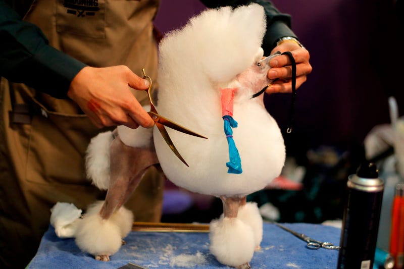 144th Annual Westminster Kennel Club Dog Show