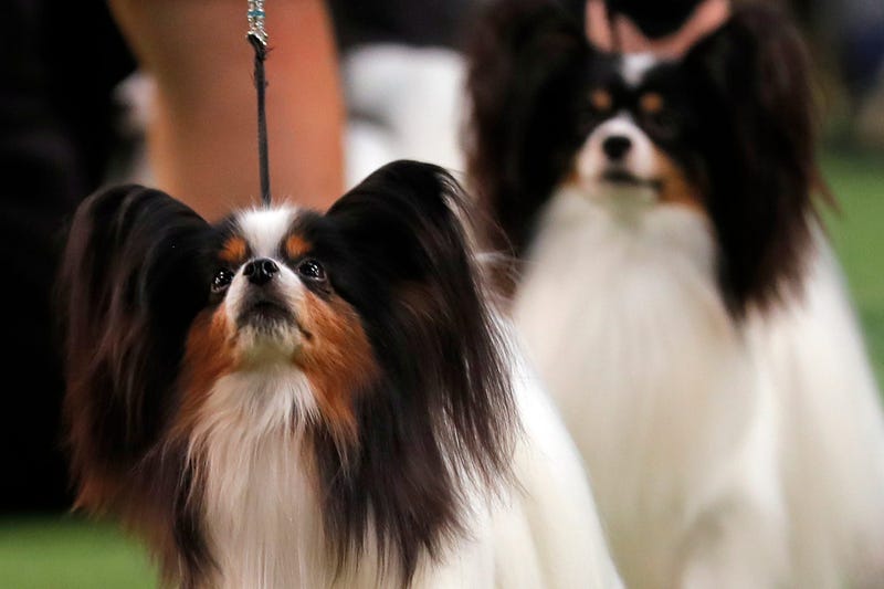 144th Annual Westminster Kennel Club Dog Show