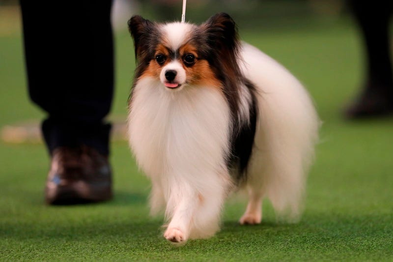 144th Annual Westminster Kennel Club Dog Show