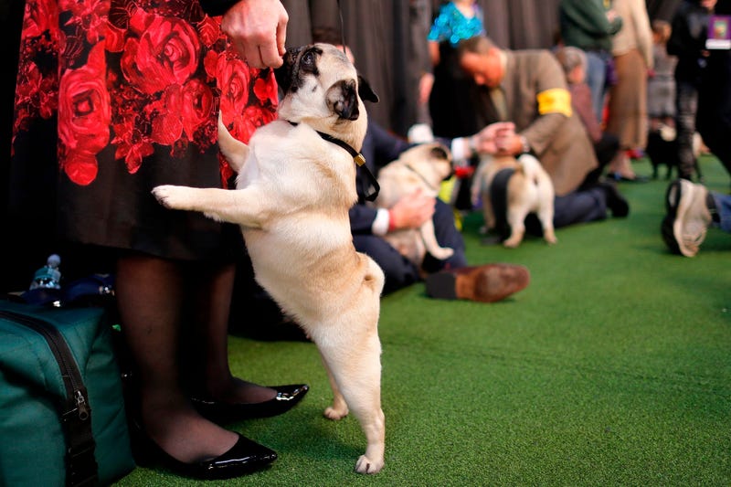 144th Annual Westminster Kennel Club Dog Show