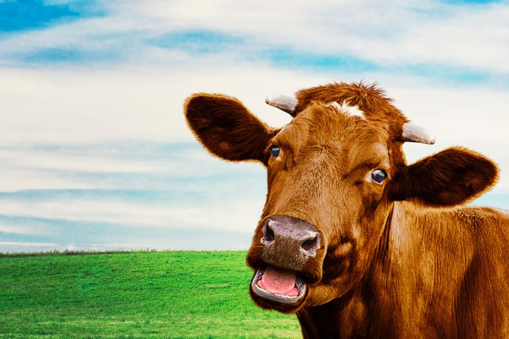 vaca