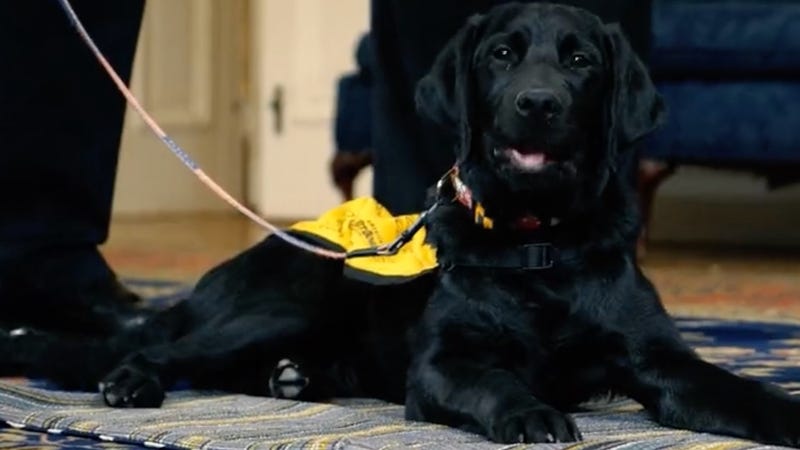 Governor Larry Hogan welcomed the newest member of the state of Maryland’s partnership with VetDogs to the State House, named Hogan.