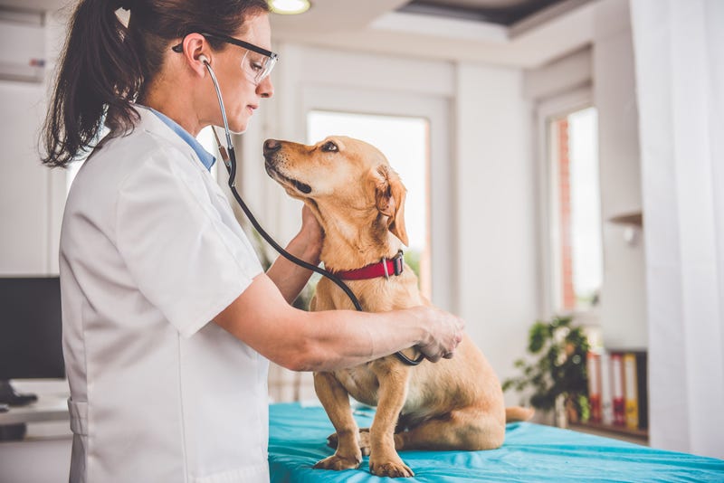 Veterinarians up to 3.5 times as likely to die by suicide as general population