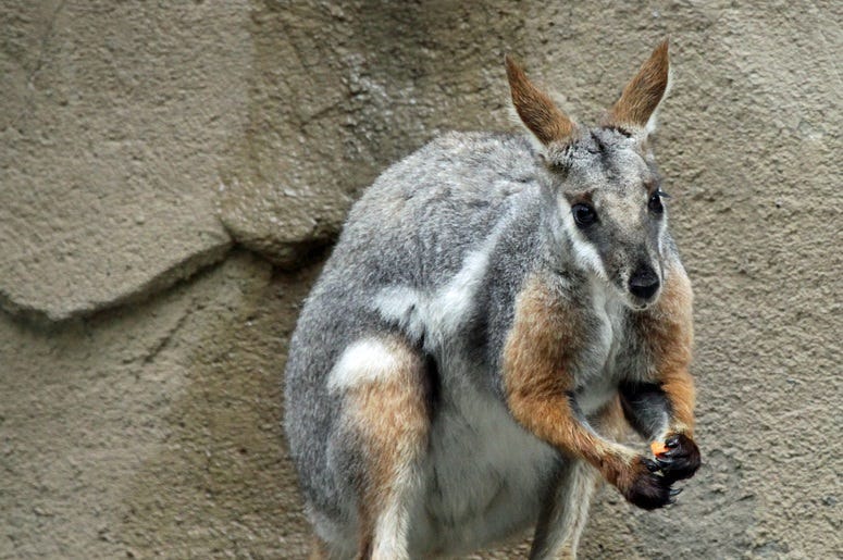 Wallaby