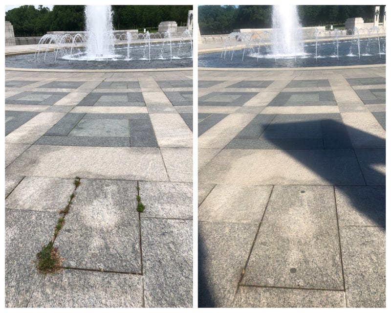 Weeds at memorial