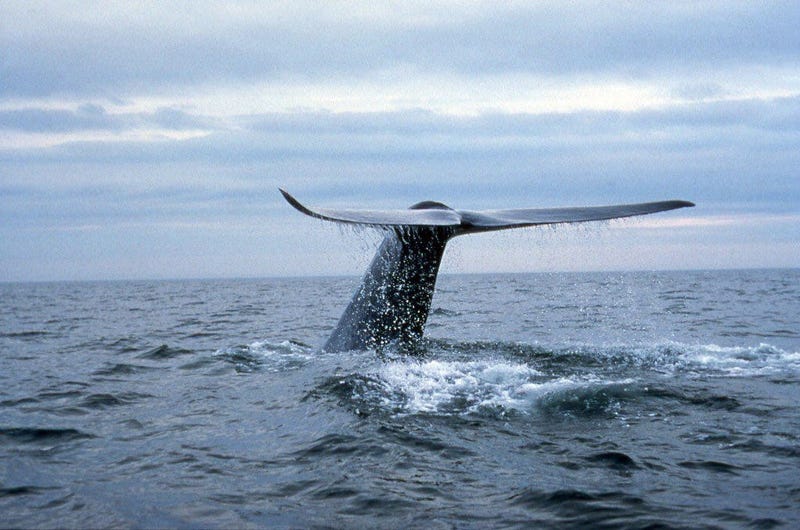 Blue whales have been seen in large numbers off the coast of San Francisco.