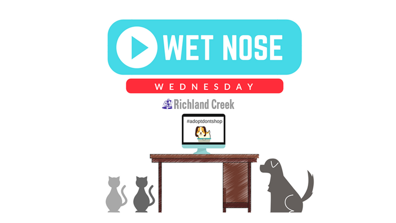 Wet Nose Wednesday