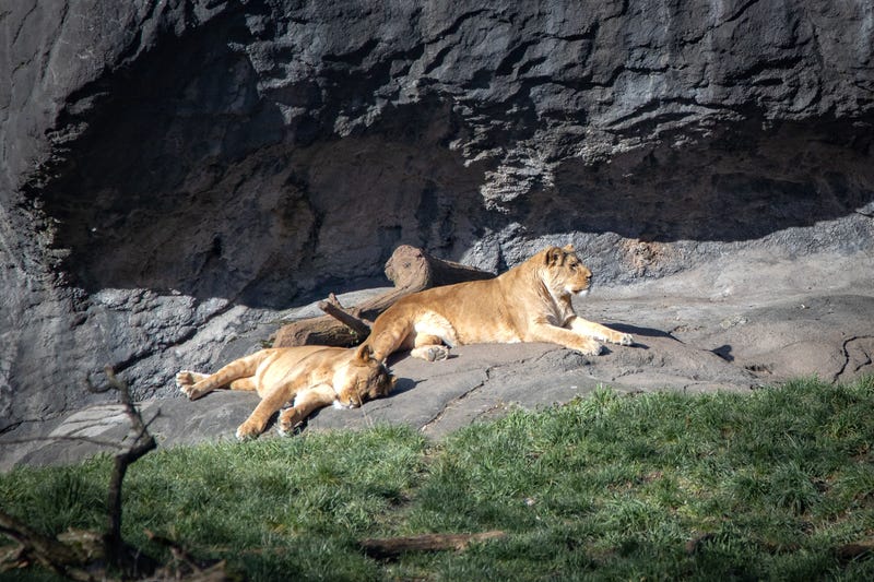 Lions at Woodland Park Zoo