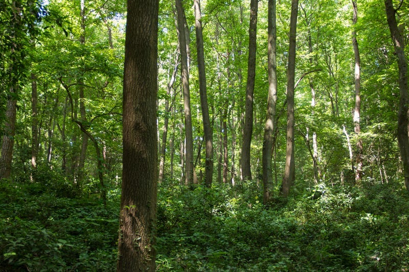 woods