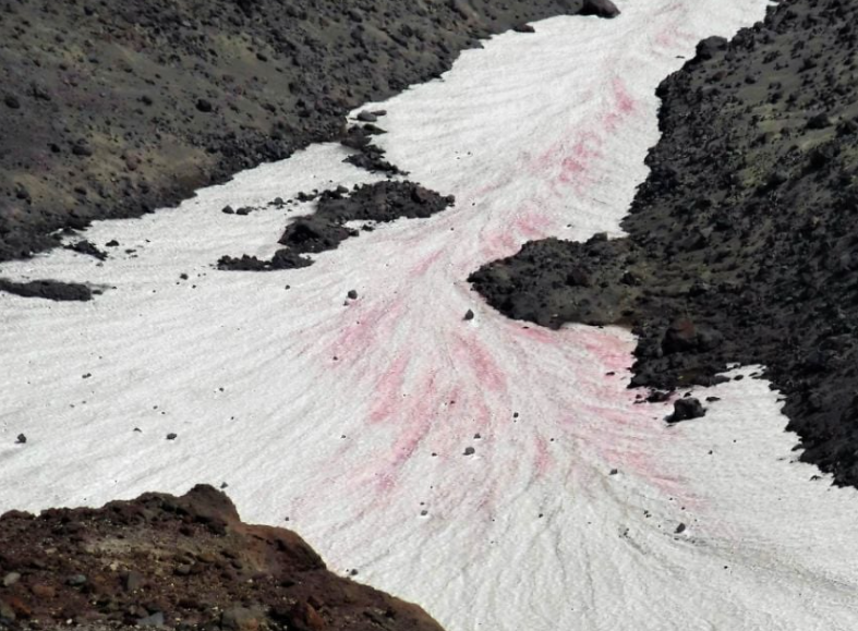 Mount St. Helens mountain climbers noticing "Watermelon Snow"