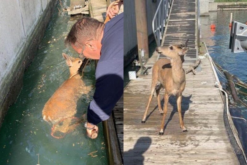 Police rescued a deer May 29, 2020, in the Chicago River near the 400 block of South Wacker Drive.