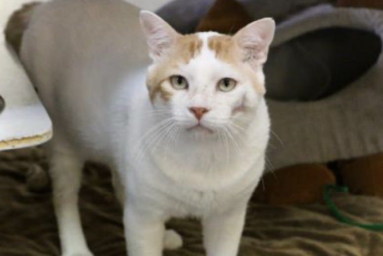 Zeke @ Austin Humane Society August 2020
