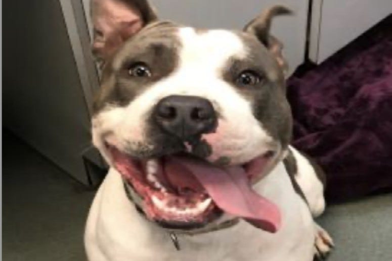 Zeus @ Austin Humane Society July 2020