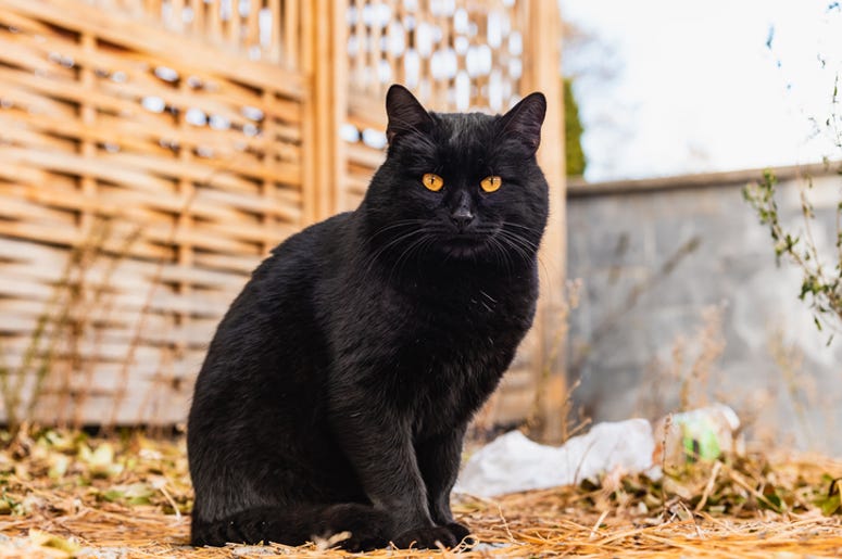 Black Cat