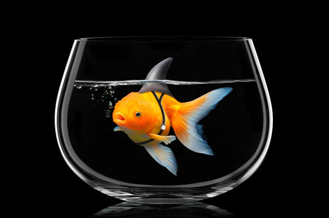 Goldfish