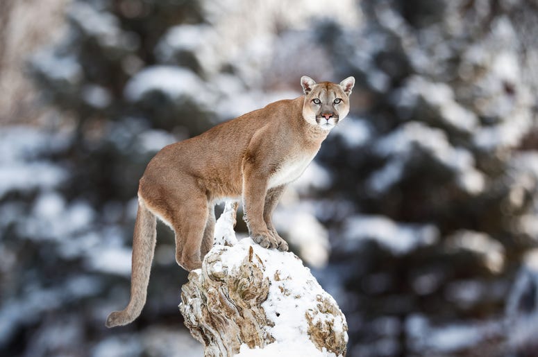 Mountain Lion