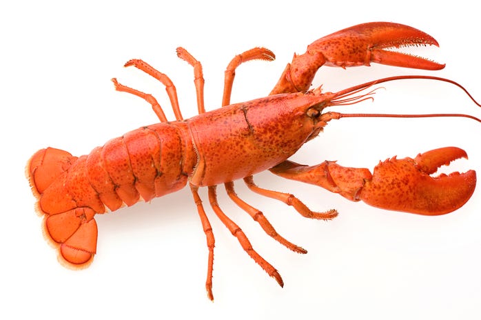 Lobster