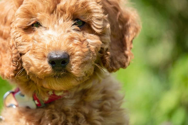 puppy