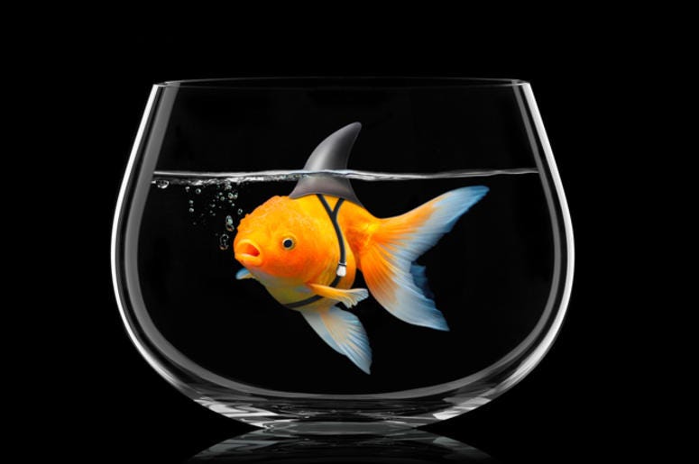 Goldfish