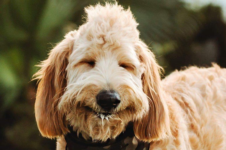 dog
