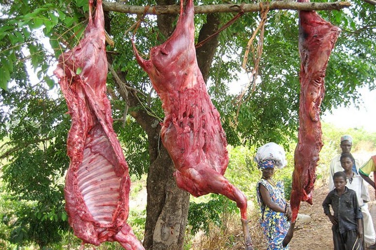 Customs agents seize mystery 'bushmeat' at NJ airport