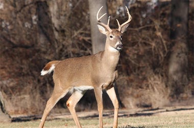 Deer steals hunter's gun, flees into woods