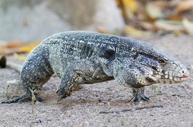 Osterlind: Dog-Sized Lizards Are Spreading Across The South