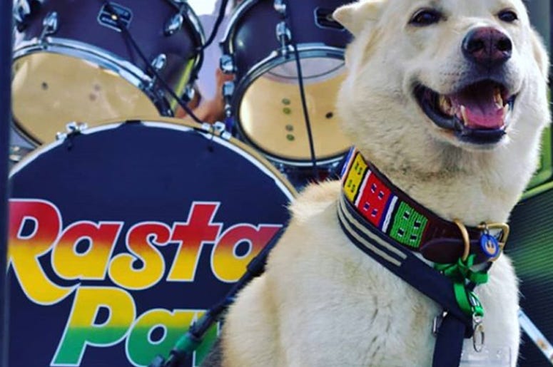 Rasta Paw