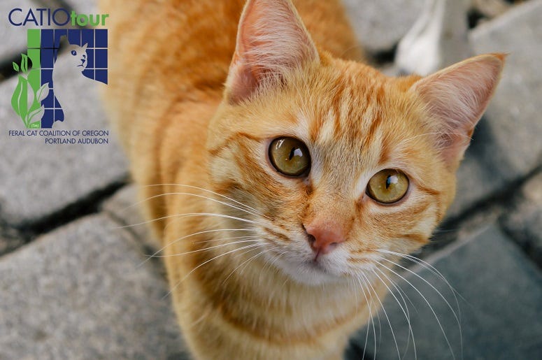 Catio Tour