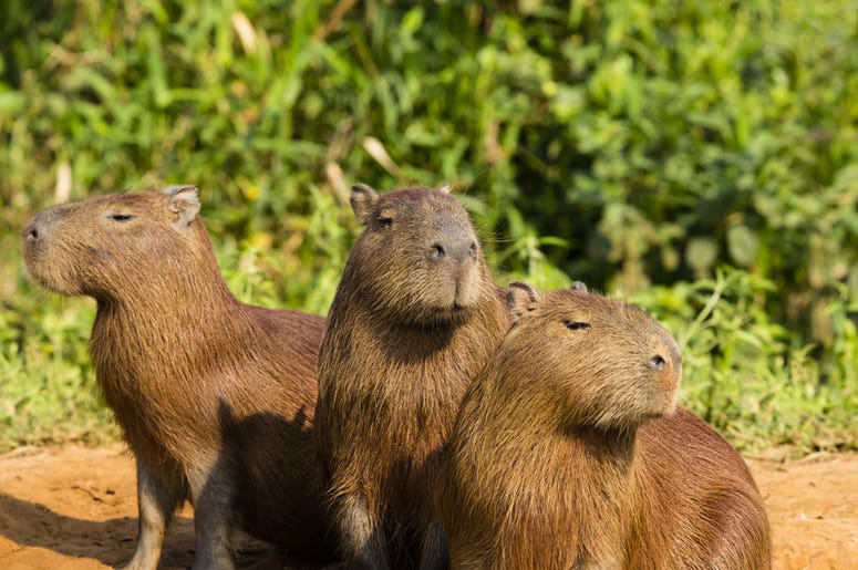 Trio of capybaras Trio of capybaras