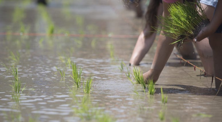 Residents of Marine Corps Air Station Iwakuni and Iwakuni City plant rice in Iwakuni City, Japan, June 9, 2018. Farming