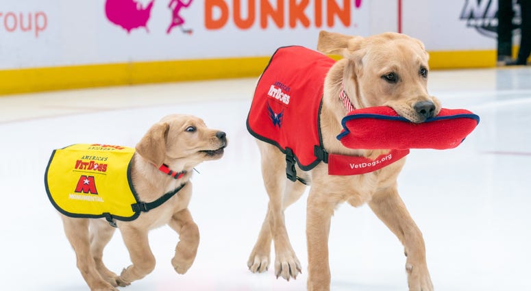 Scout, Future Service Dog