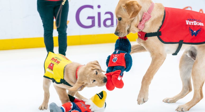 Scout, Future Service Dog