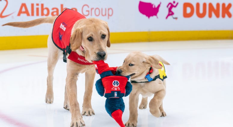 Scout, Future Service Dog