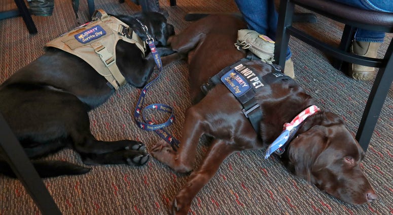 service animal