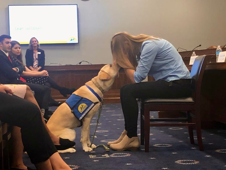 Canine Companions for Independence service dog Hannon and trainer Leah Jacobson demonstrate for a Capitol Hill audience Hannon's "anxiety interruption" training. CCIdogsHannon