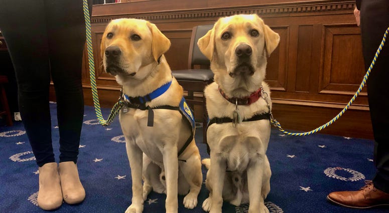 Canine Companions for Independence service dogs Hannon and Wembley. CCIdogs