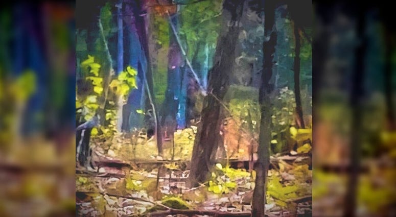 Is this a picture of Bigfoot in the Appalachian mountain region of West Virginia ? Is this a picture of Bigfoot in the Appalachian mountain region of West Virginia ?