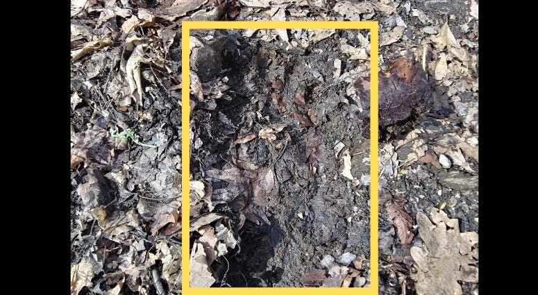 Marine veteran Billy Humphrey photographed what some believe are Bigfoot prints in the woods of southern West Virginia. Marine veteran Billy Humphrey photographed what some believe are Bigfoot prints in the woods of southern West Virginia.