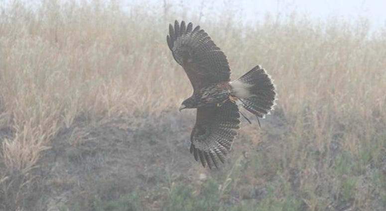 Hawk