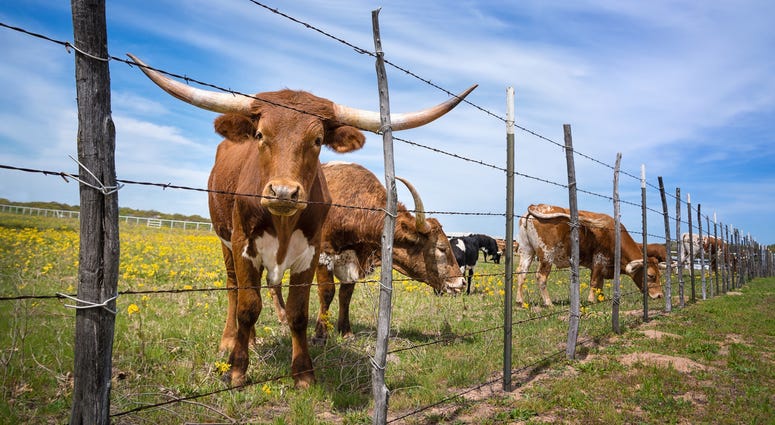 Cow