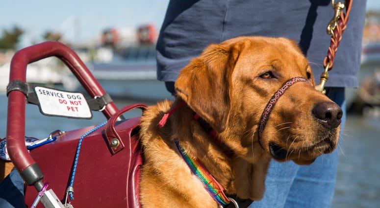 A service dog for a woman assists her as she walks nears the Lewes and Rehoboth Canal in Lewes, DE, USA.