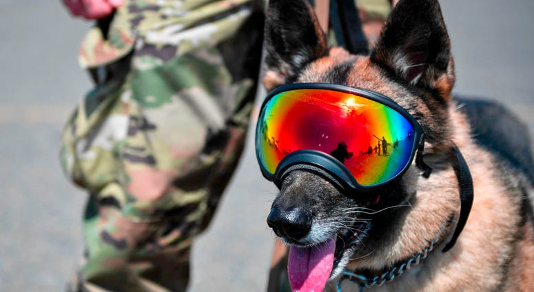 Military dog