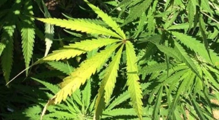 Marijuana