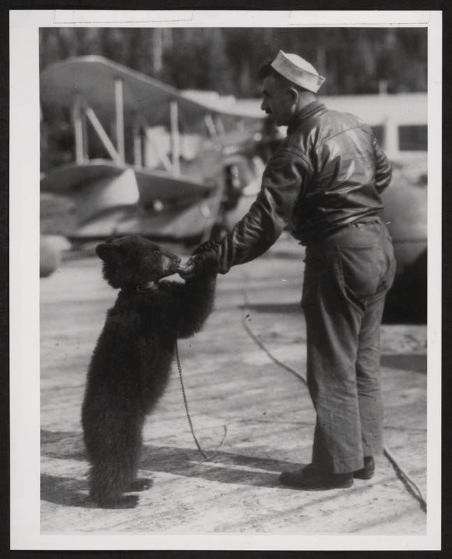 USS Gannet machinist’s mate turned bear keeper feeds his new charge. NavyBearUSSGannet