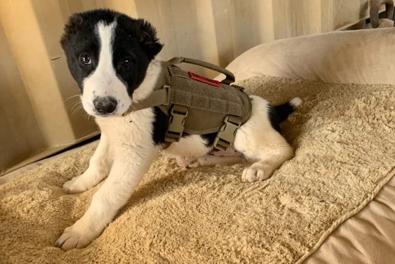 Piggy the war pup Piggy the war pup