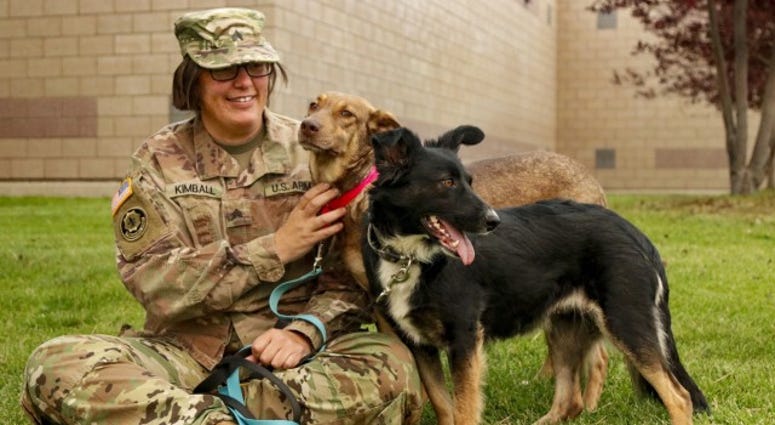 Poland Military Working Dogs