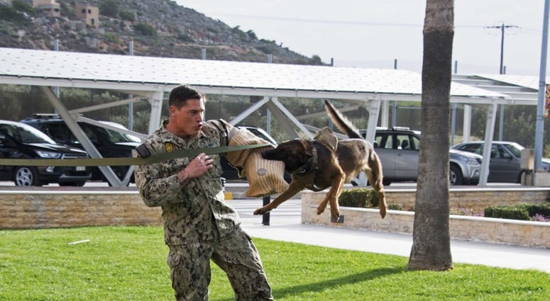 Dog flying through air